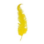 Struisveer geel 50-60 cm spadona